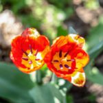 Garden Space - Red and Yellow Flower in Tilt Shift Lens