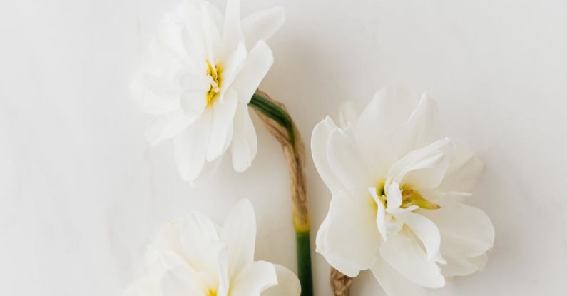 Garden Layout - Fresh white daffodils on white background